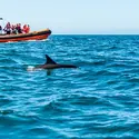 Boat Trips Cascais - Four Adventures